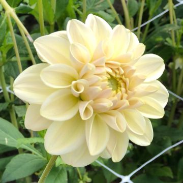 Dahlia Caramel Antique