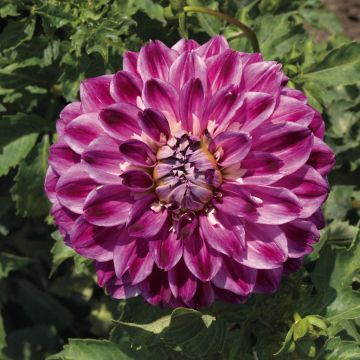 Dahlia Optic Illusion