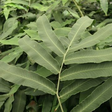 Dryopteris sieboldii - Japanese Fern