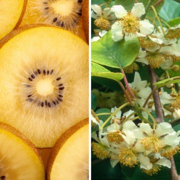 Duo of Yellow Kiwis 'Kiw'Happy' Male and Female - Actinidia chinensis Duo of Yellow Kiwis 'Kiw'Happy' Male and Female - Actinidia chinensis