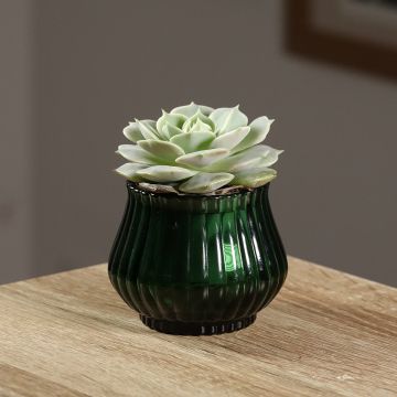 Echeveria  'Lola'