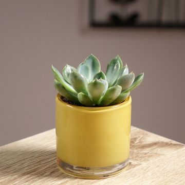 Echeveria runyonii 'Pink Edge'