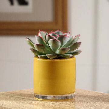 Echeveria pulidonis - Pulido's echeveria
