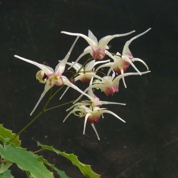 Epimedium Domino - Barrenwort