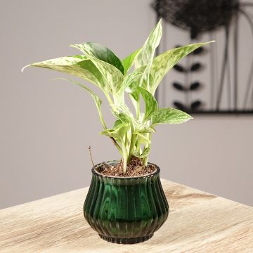 Epipremnum aureum Marble Queen - Golden Pothos Epipremnum aureum Marble Queen - Golden Pothos