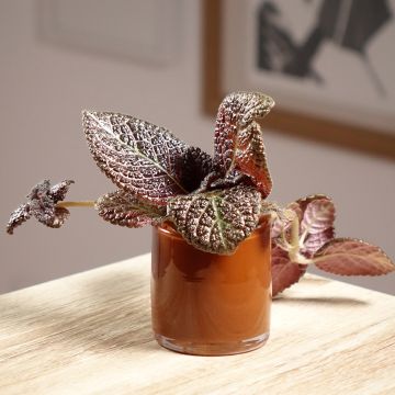 Episcia cupreata 'Country Brilliance' - Violette flamboyante, Épiscia Country Brilliance