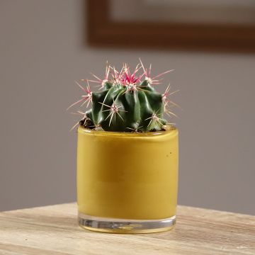 Ferocactus latispinus - Devil's tongue barrel cactus