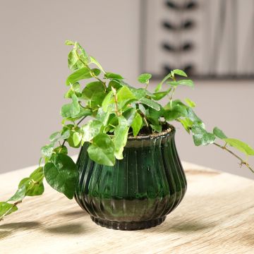 Ficus pumila Arina -Creeping fig