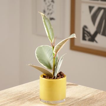 Ficus elastica Tineke - Rubber plant