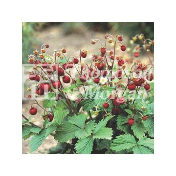Wild Strawberry Woodland - Fragaria vesca