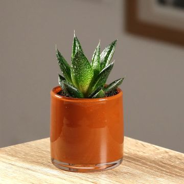 Gasteria  'D. Due'