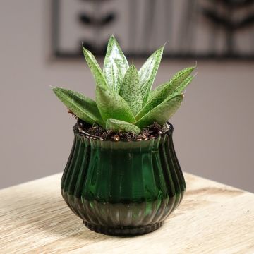 Gasteria  'D. Tiga'