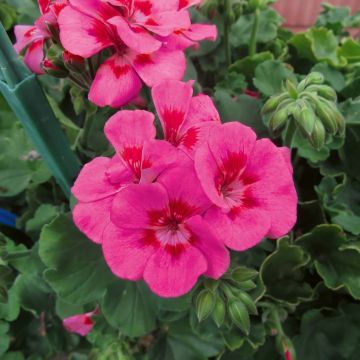 Pelargonium Two-in-One Hot Pink Splash Pelargonium Two-in-One Hot Pink Splash
