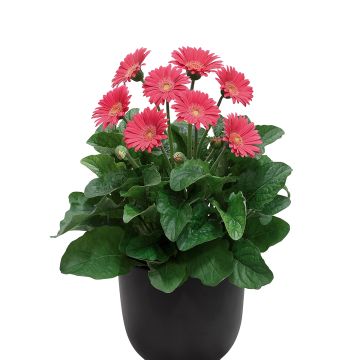 Gerbera Sweet Heart