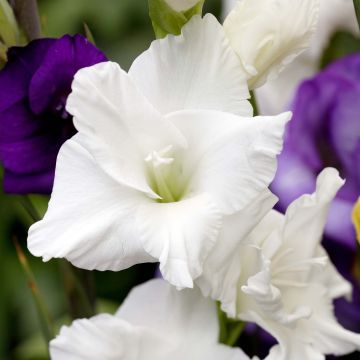 Gladiolus White Prosperity - Sword Lily