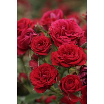 Rosa x polyantha Global Hit - Standard Rose