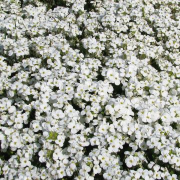 Arabis caucasica Snowball seeds