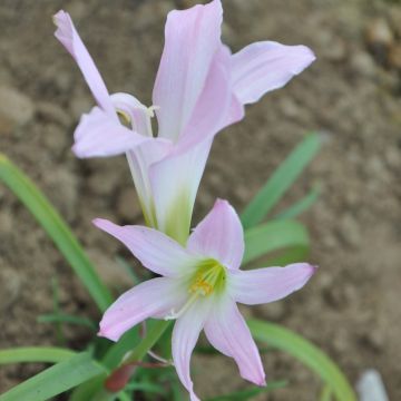Habranthus robustus - Argentine rain lily