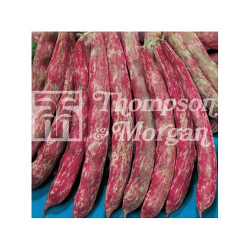 Dwarf Bean for Shelling Splendido - Borlotto Bean