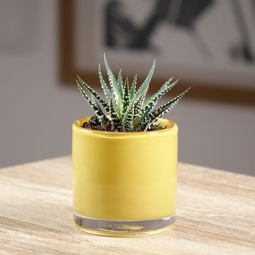 Haworthia fasciata 'Big Band' - Plante zèbre Big Band