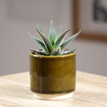 Haworthia fasciata 'Concolor' - Plante zèbre