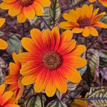 Heliopsis helianthoides Orange Marble