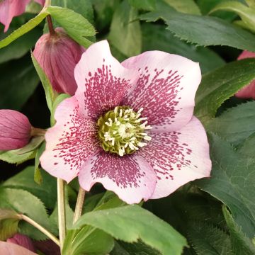 Helleborus hybridus ViV Celestina