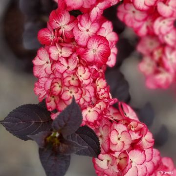 Hydrangea macrophylla x serrata BLACK VELVET®