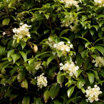 Hydrangea seemanii - Climbing Hydrangea Hydrangea seemanii - Climbing Hydrangea