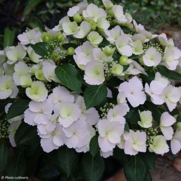 Hydrangea Runaway Bride® 'Snow White' (USHYD0405) Hydrangea Runaway Bride® 'Snow White' (USHYD0405)