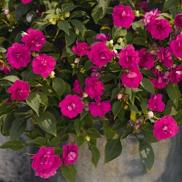 Impatiens walleriana Double Lilac - Busy Lizzie