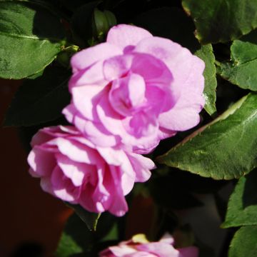Impatiens walleriana Double Pink - Busy Lizzie