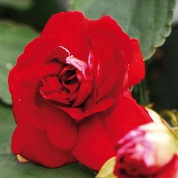 Impatiens walleriana Double Red - Busy Lizzie