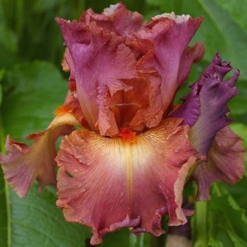 Iris germanica Dame de Coeur - Bearded Iris