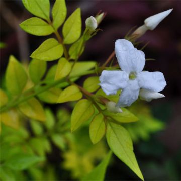 Jasminum officinalis Aureum -  Common Jasmine
