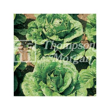 Miniature Butterhead Lettuce Tom Thumb - Lactuca sativa