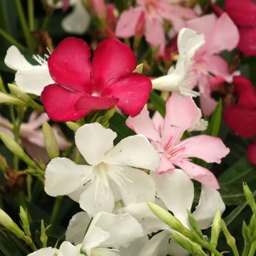 Nerium oleander tricolour pot - Laurier-rose