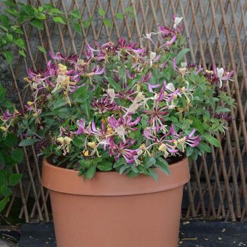 Lonicera periclymenum Chic et Choc® 'Inov205'