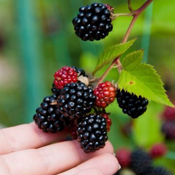 Thornless Blackberry Triple Crown - Rubus fruticosus