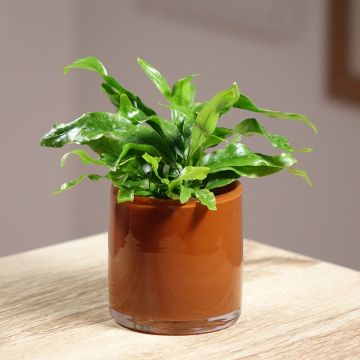 Microsorum pteropus  - Fougère de Java