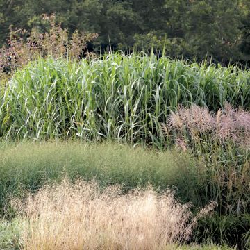 Miscanthus giganteus Miscanthus giganteus