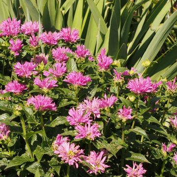 Monarda Petite Delight - Beebalm