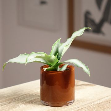 Murdannia loriformis Bright Star