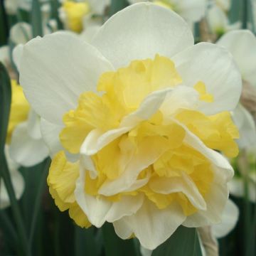 Narcissus Wave Narcissus Wave