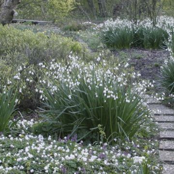 Leucojum aestivum - Summer Snowflake