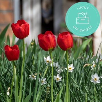 Promesse de Fleurs' anti-waste bulbs basket Promesse de Fleurs' anti-waste bulbs basket