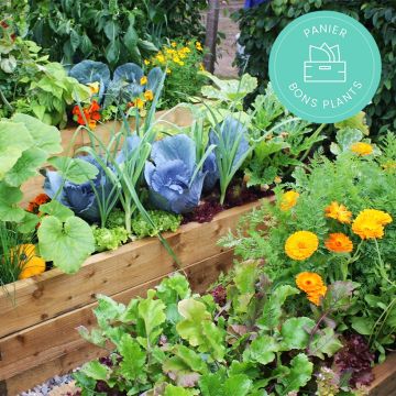 Vegetable and herb seeds Anti-waste basket