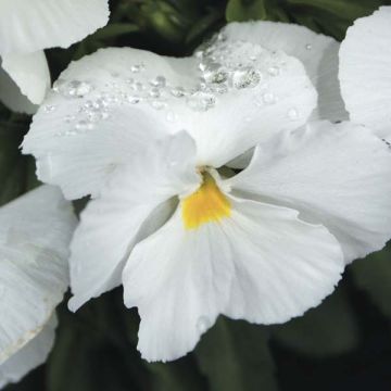 Medium Flowered White Pansy Plug Plant Medium Flowered White Pansy Plug Plant