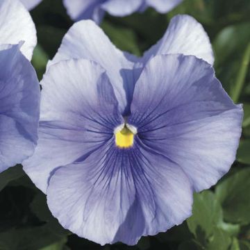 Light Blue Medium Flowered Pansy Plug Plant