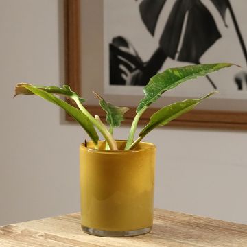 Philodendron  Ring of Fire - Philodendron hybride Ring of Fire